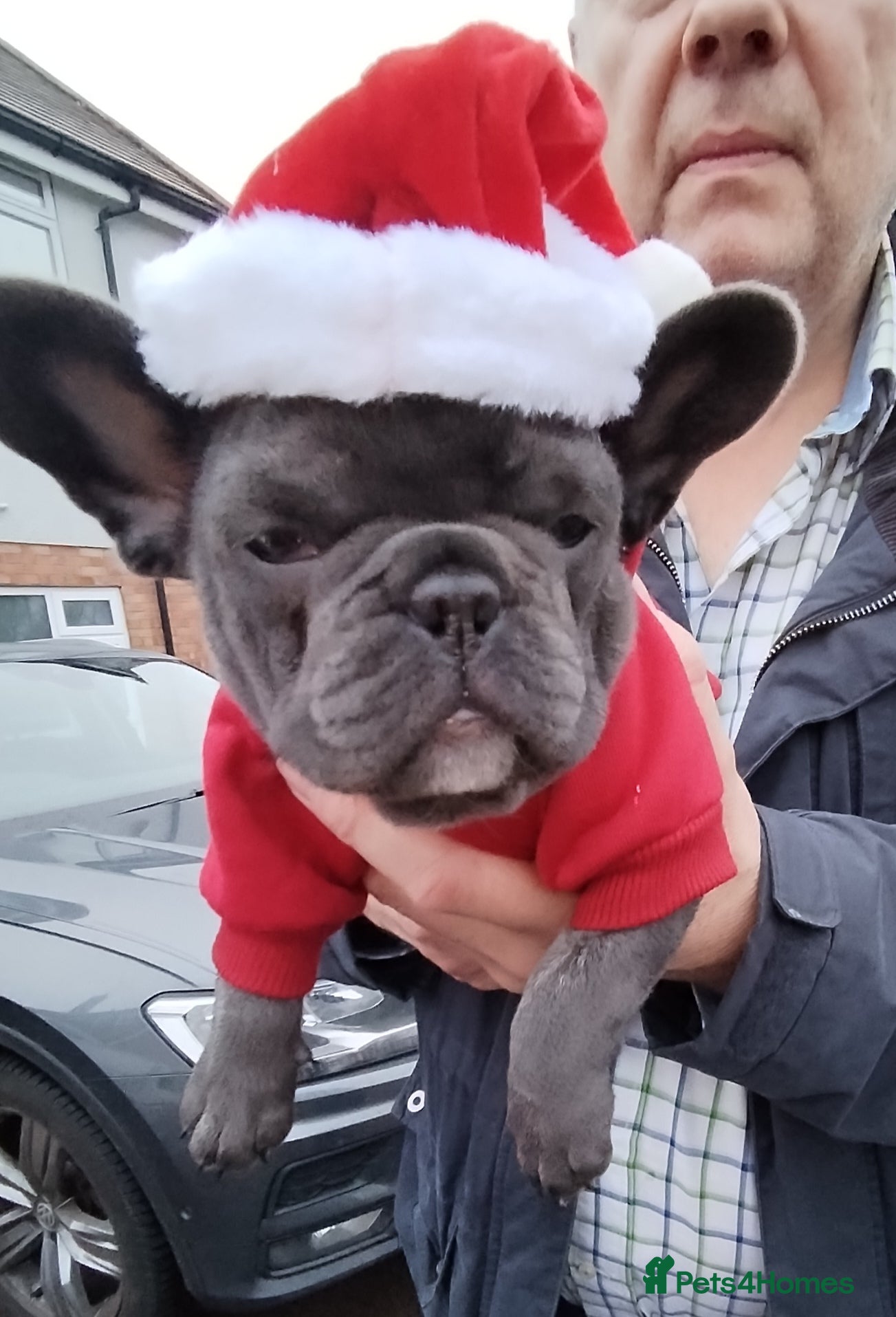 French Bulldog dogs French bulldog female blue colour - Advert 5