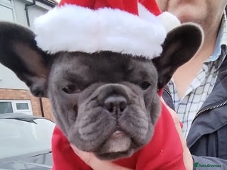 French Bulldog dogs French bulldog female blue colour - Advert 5