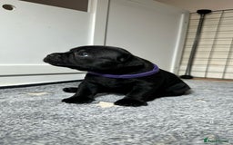 Staffordshire Bull Terrier dogs for sale: Staffy puppies looking for their forever homes - Image 16