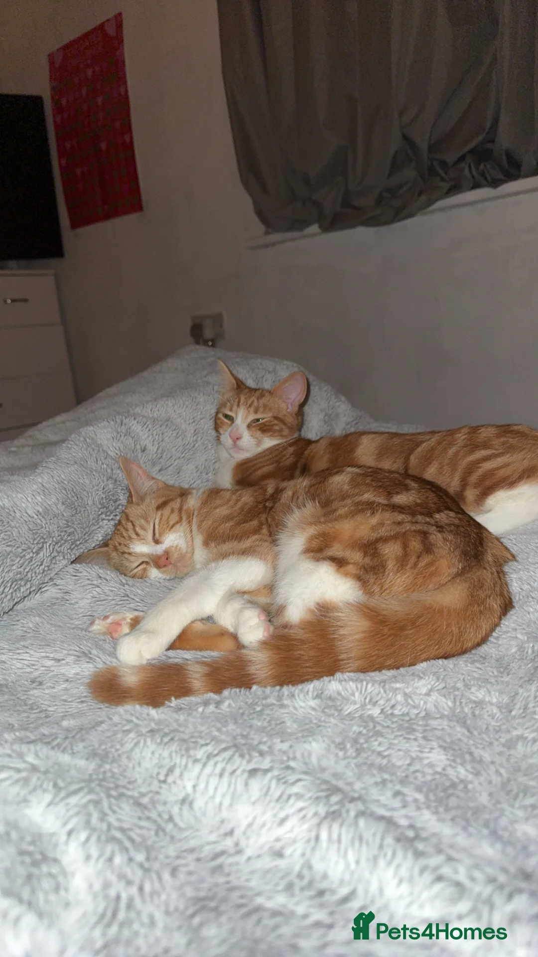 Mixed Breed cats for sale: 2x ginger kittens for sale - Advert 6