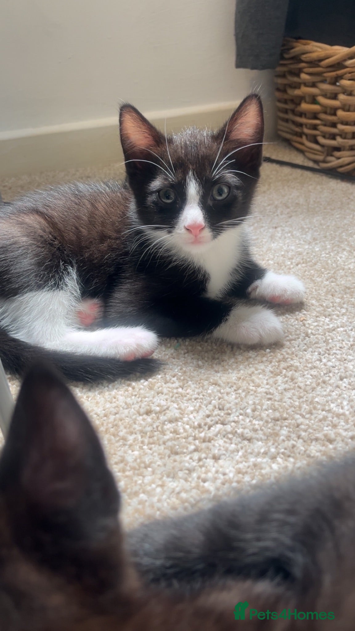 Mixed Breed cats Kittens for sale  - Advert 7
