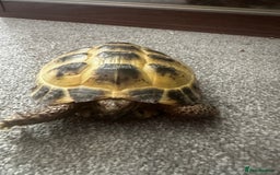 Tortoise reptiles for sale: Horsefield tortoise - Image 2