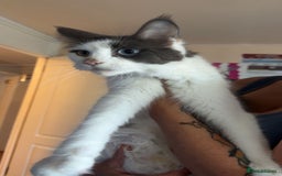 Maine Coon cats for sale: Two beautifull Maine conn boys - Image 12
