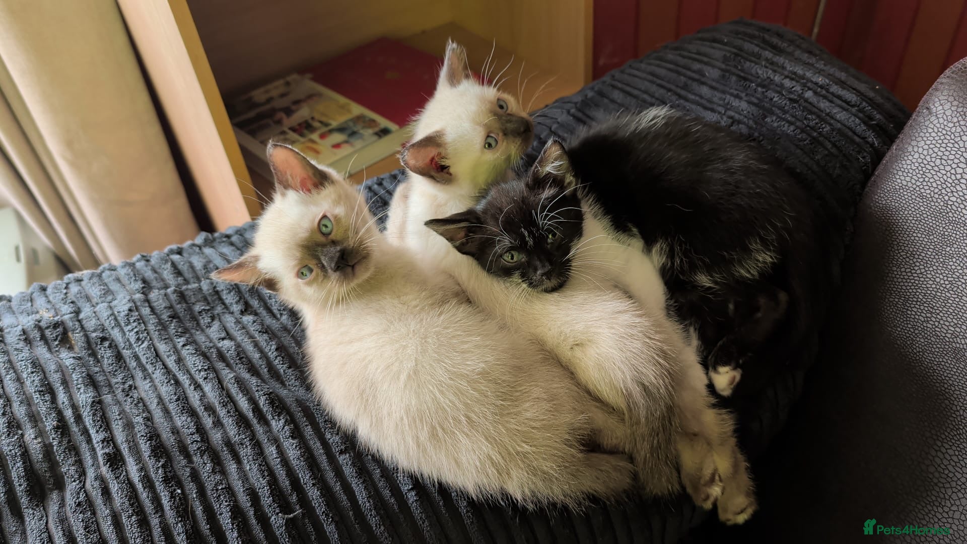 Mixed Breed cats for sale: Siamese Cross Ragdoll kittens plus black/white - Advert 1
