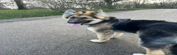German Shepherd dogs for sale: 6 month old German Shepherd in London - Advert 3