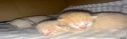 Mixed Breed cats for sale: Beautiful ginger kittens.  - Advert 12