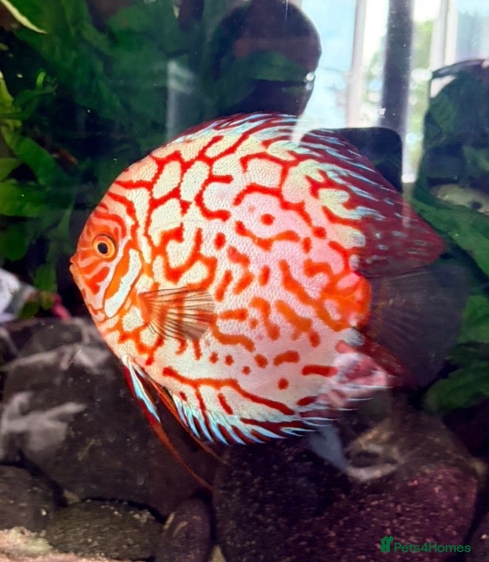 Discus fish Large breeding male discus  - Advert 5