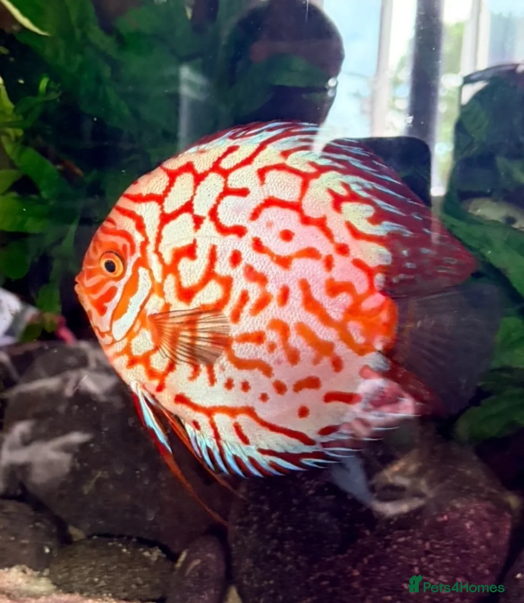 Discus fish for sale: Large breeding male discus  - Advert 1