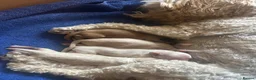 Maltipoo dogs for sale: Fully health tested confident happy maltipoo pups - Advert 9