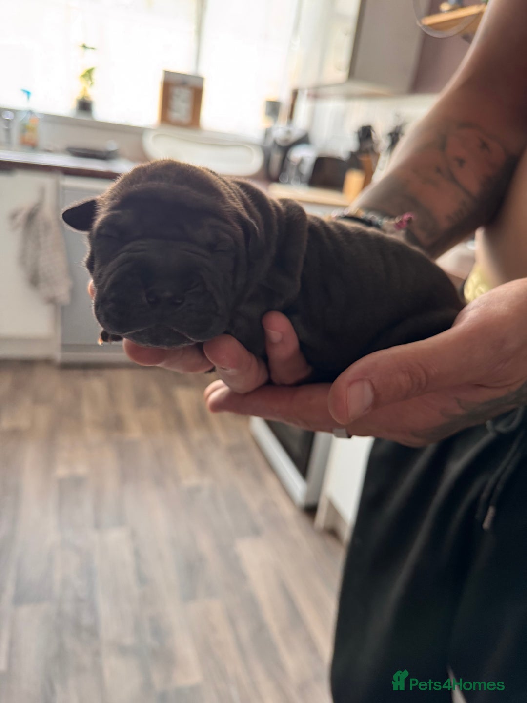 Shar Pei dogs for sale: Shar pei puppie  - Image 15