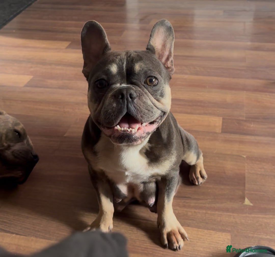 Mixed Breed dogs for sale: Staffie/Frenchie pups - Image 18