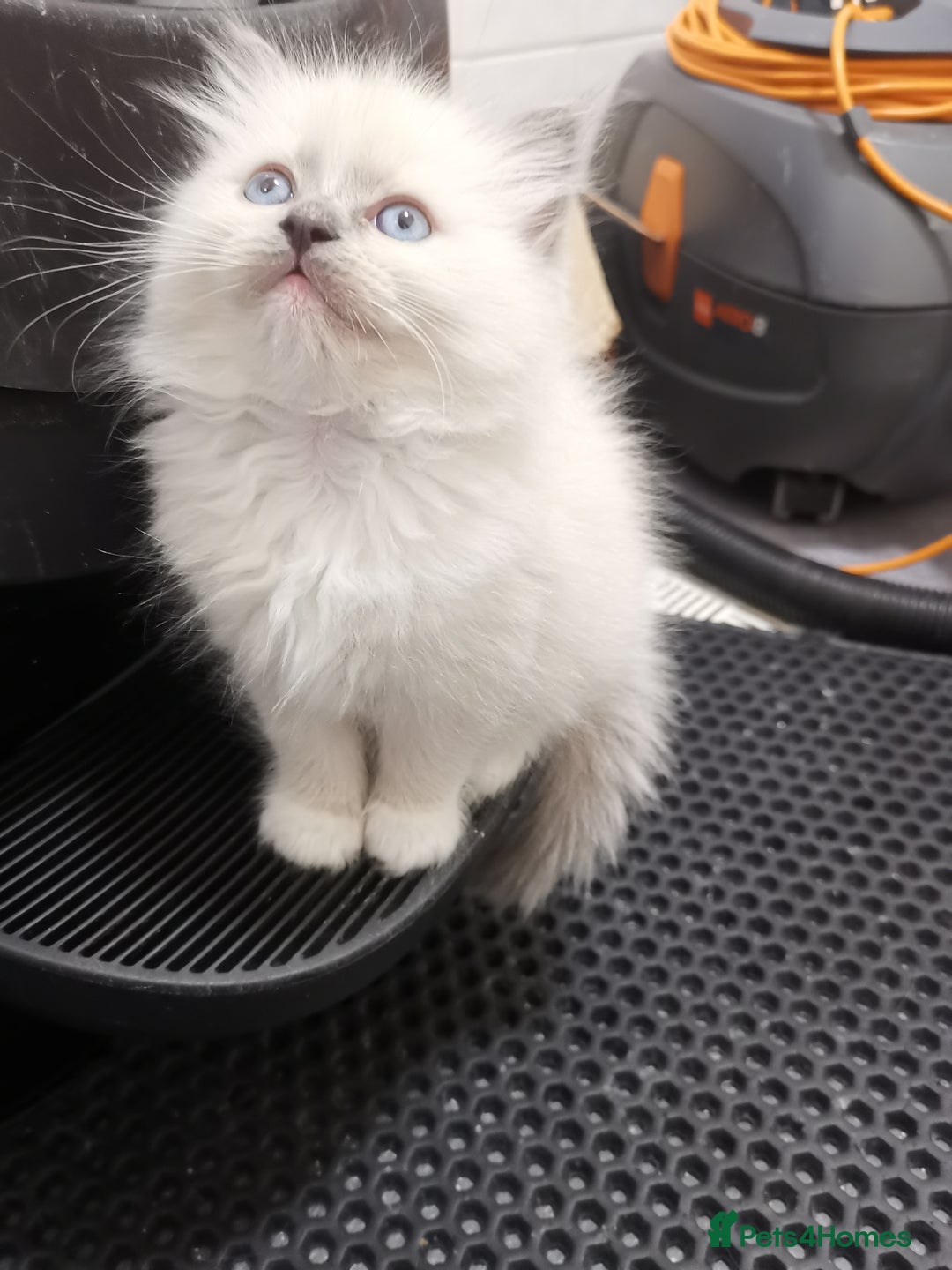 Ragdoll cats for sale: Stunning TICA Ragdoll Kittens - Mink, Sepia,  - Advert 6