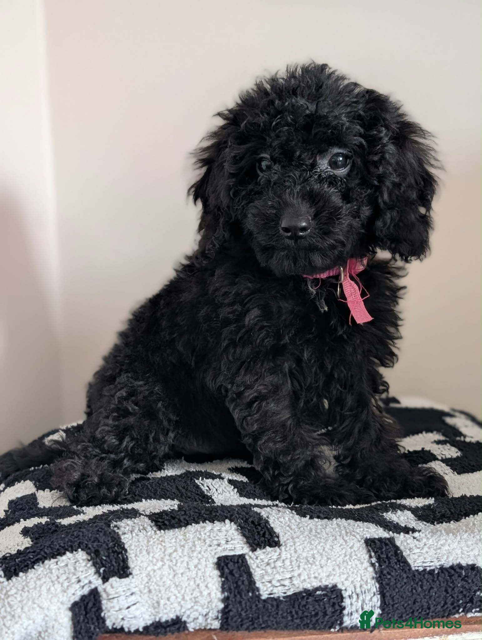 Cavapoochon dogs Extensively Tested Cavapoochons Fully Vaccinated  - Advert 2