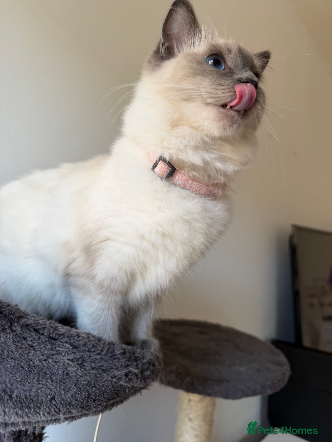 Ragdoll cats for sale: Ragdoll Kittens Looking for Their Forever Homes  - Image 17