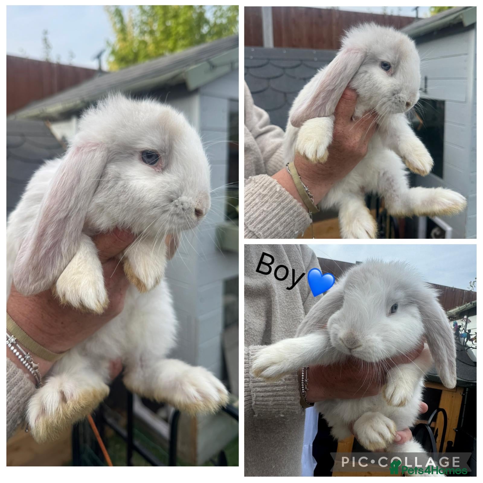 French Lop rabbits French lop - Advert 6