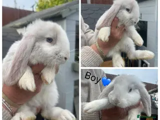 French Lop rabbits French lop - Advert 6