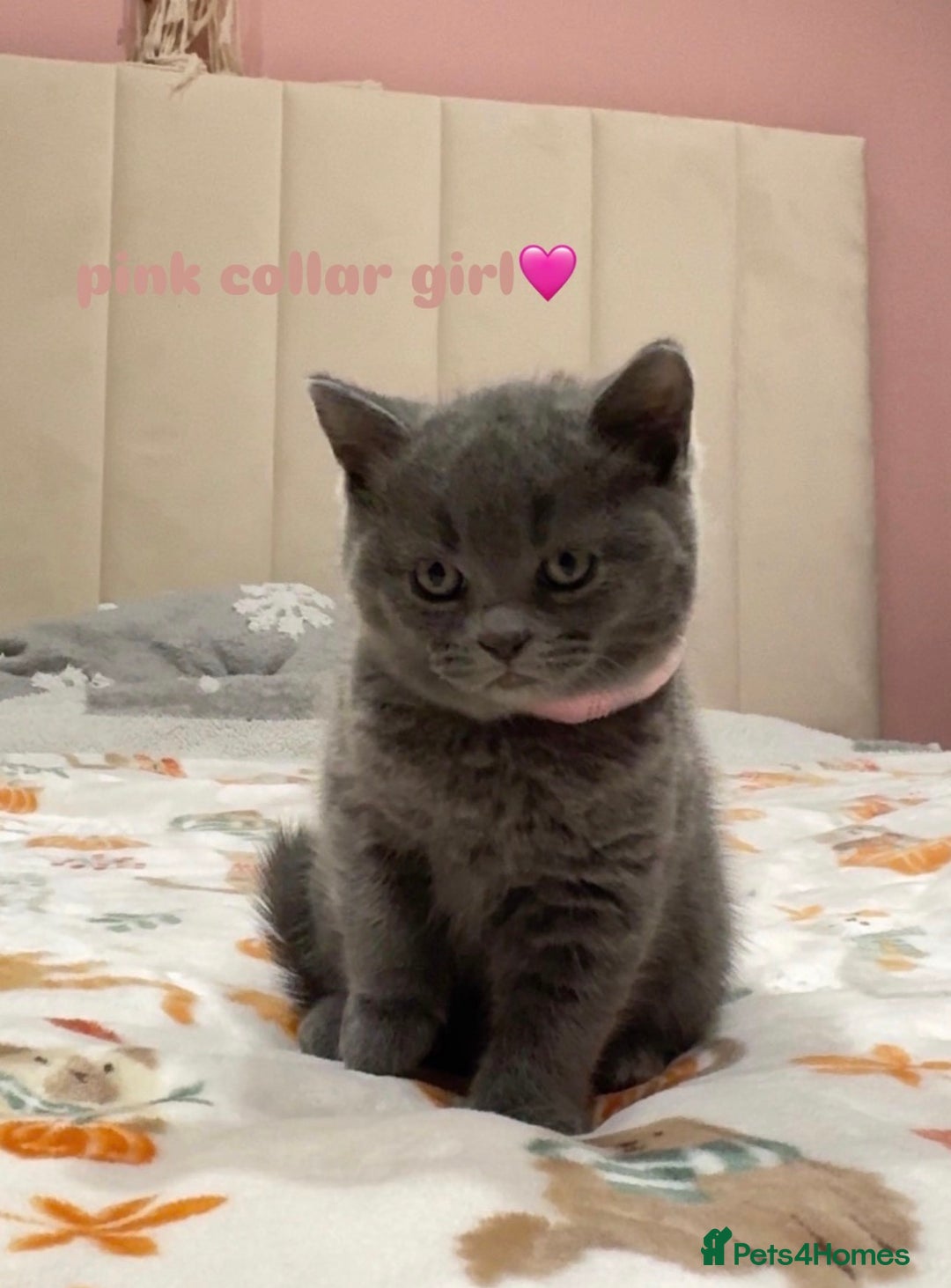 British Shorthair cats for sale: Gorgeous British Shorthairs - Advert 6