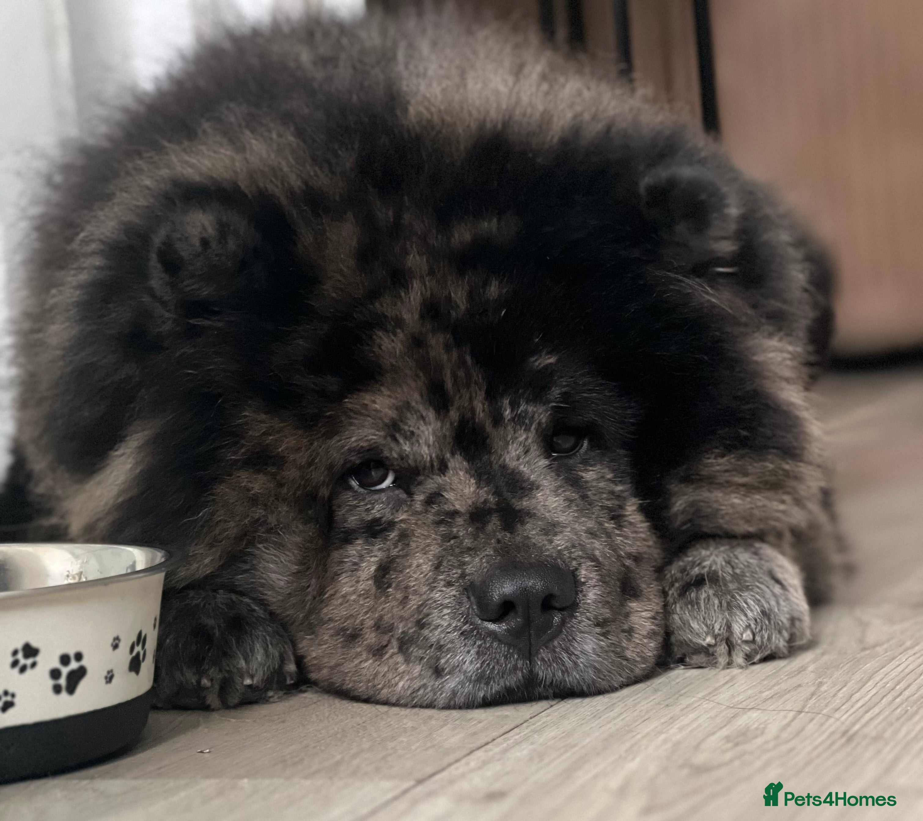 Chow Chow dogs Merl Chow Chow Stud  - Advert 3