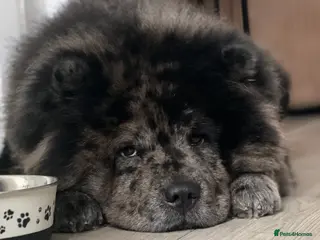 Chow Chow dogs Merl Chow Chow Stud - Advert 3