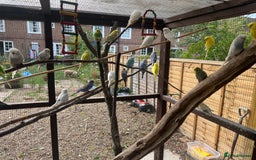 Budgerigars birds for sale: Avairy clearance  - Image 3