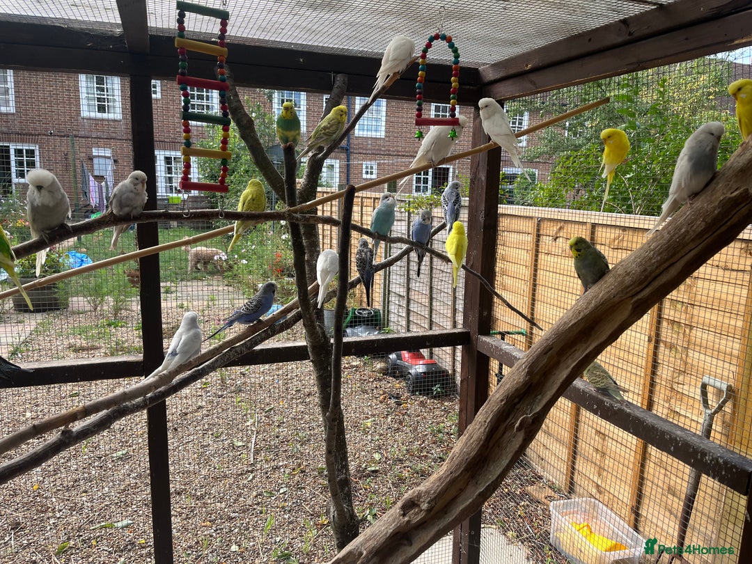 Budgerigars birds for sale: Avairy clearance  - Image 3