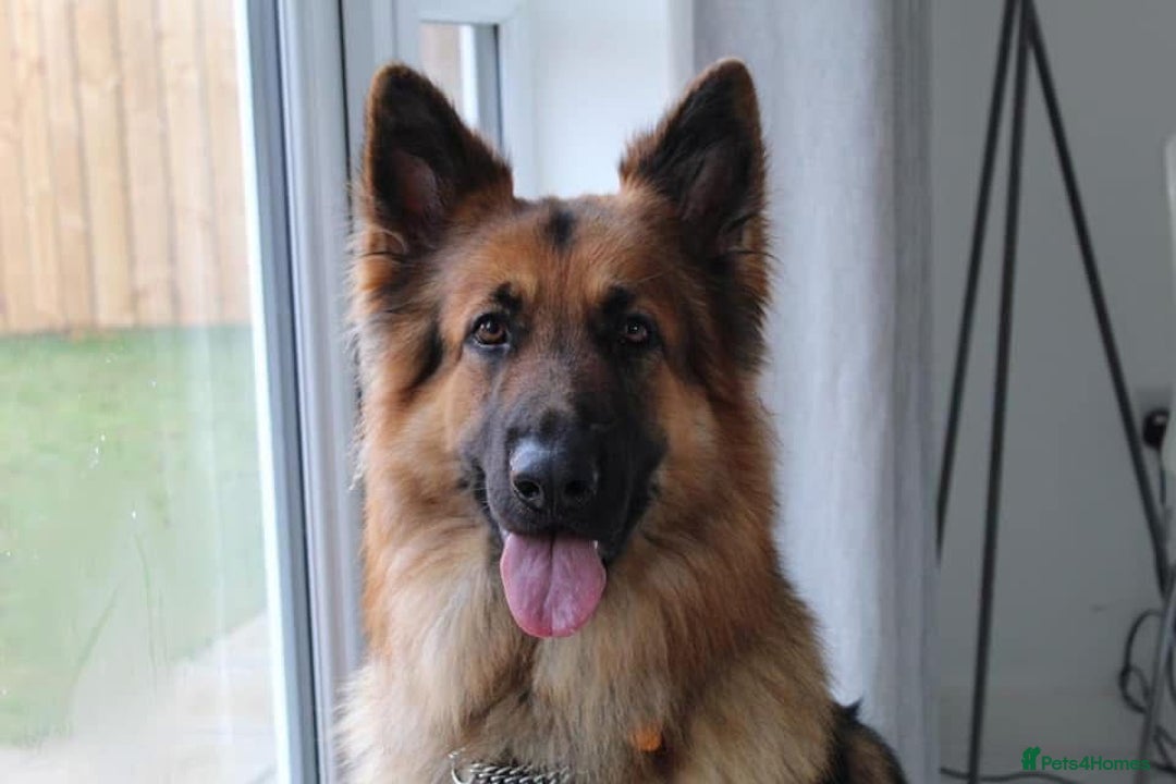 German Shepherd dogs for sale: Stunning blue and sable GSD puppies - Image 15
