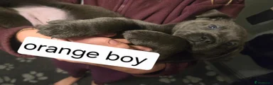 Silver boy orange 
