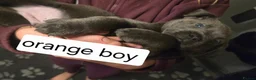 Labrador Retriever dogs for sale: Champion bloodline pedigree labrador silver charco - Advert 11
