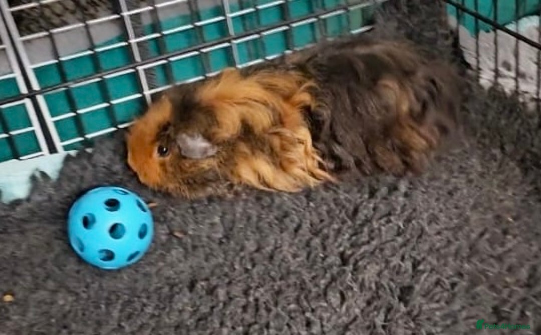 Guinea Pig rodents for sale: Bonded boar pedigree guinea pigs - Advert 7