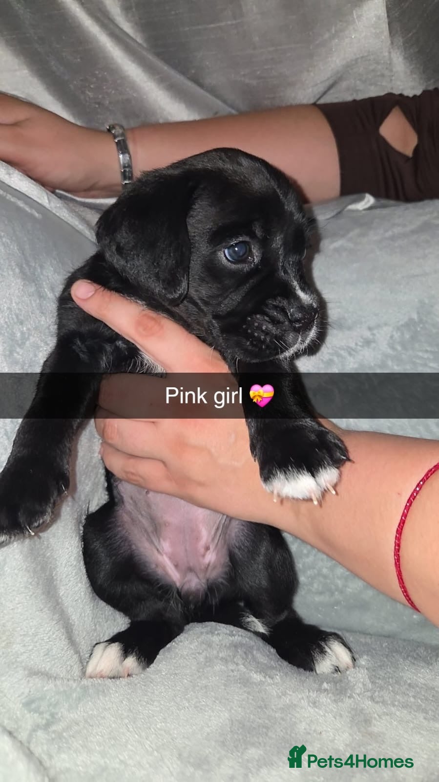 Mixed Breed dogs  RARE BREED boxador puppies for sale  - Advert 2