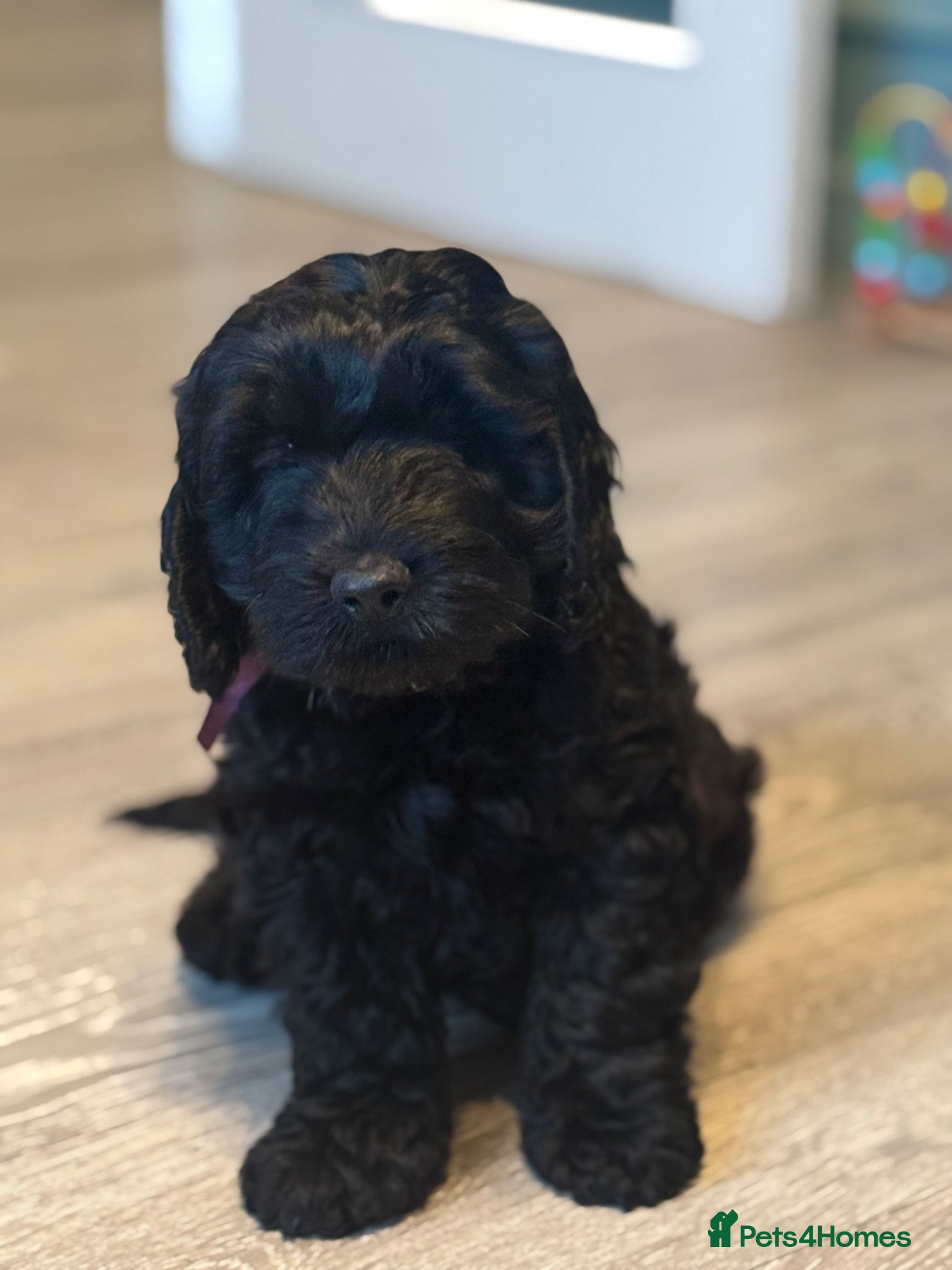 Cockapoo dogs Healthy, happy Puppies😍 ready now 🏡🩵💓 - Advert 1