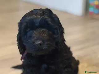 Cockapoo dogs Healthy, happy Puppies😍 ready now 🏡🩵💓 - Advert 1