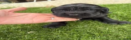 Cocker Spaniel dogs for sale: 4 showtype cocker spaniel puppies - Advert 7