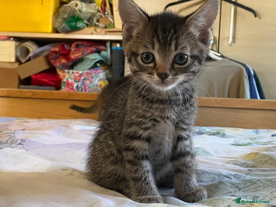 Domestic Shorthair cats for sale: Female Tabby Domestic Shorthair Kitten - Advert 4
