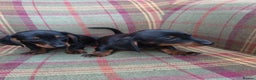 Miniature Dachshund dogs for sale: Black and Tan Miniature Dachshund Puppies 3 Boys - Advert 5