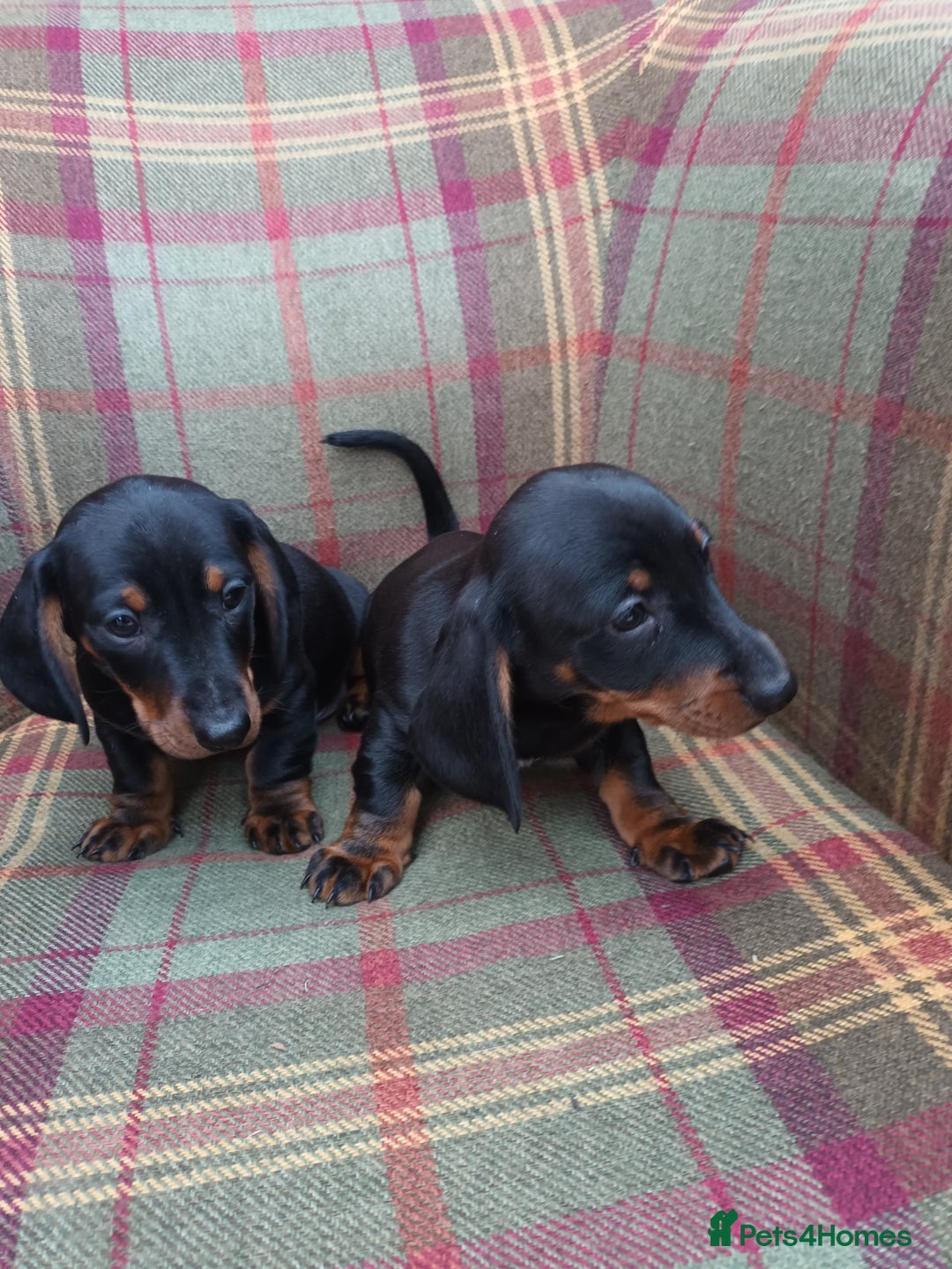 Miniature Dachshund dogs for sale: Black and Tan Miniature Dachshund Puppies 3 Boys - Advert 5
