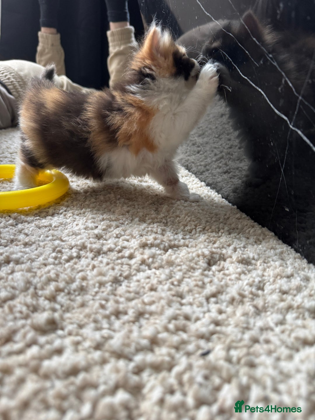 British Longhair cats for sale: 3 beautiful blue eyed British longhair - Image 9