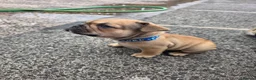 French Bulldog dogs for sale: French bulldog pups kc reg in Carrickfergus - Advert 11
