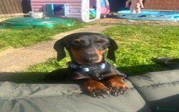 Miniature Dachshund dogs for sale: Black & tan mini dashshand  - Image 3