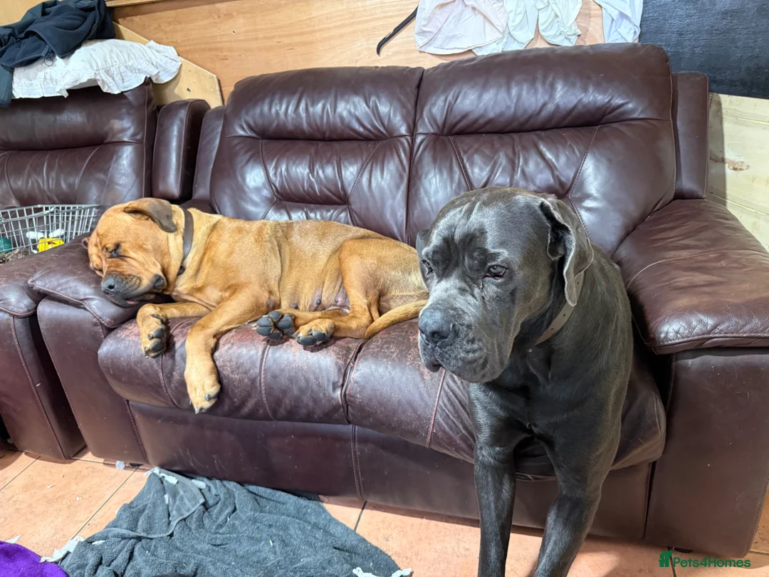 Mixed Breed dogs for sale: Stunning cane corso cross mastiff  - Advert 2
