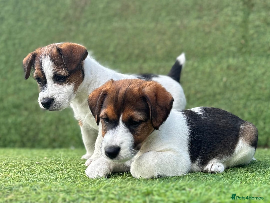 Jack Russell dogs for sale: Two Tri docked pure breed broken coated girl - Image 7
