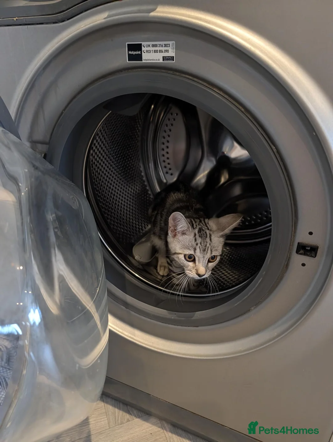 Mixed Breed cats for sale: REHOMING KITTEN 6 MONTHS OLD  in Bicester - Advert 1