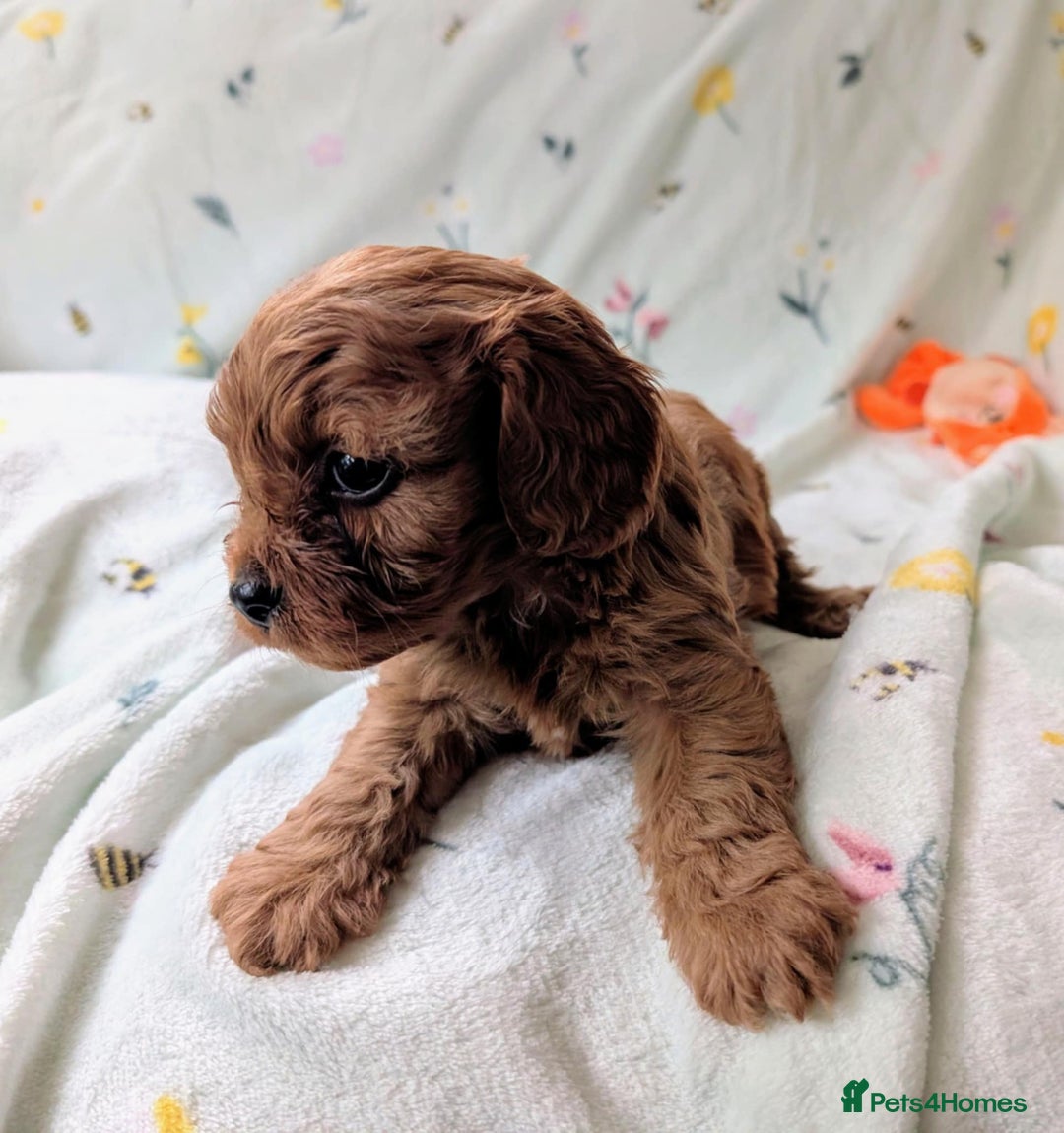 Cavapoo dogs for sale: Stunning Cavapoo puppies, Red. Apricot and Phantom - Image 6
