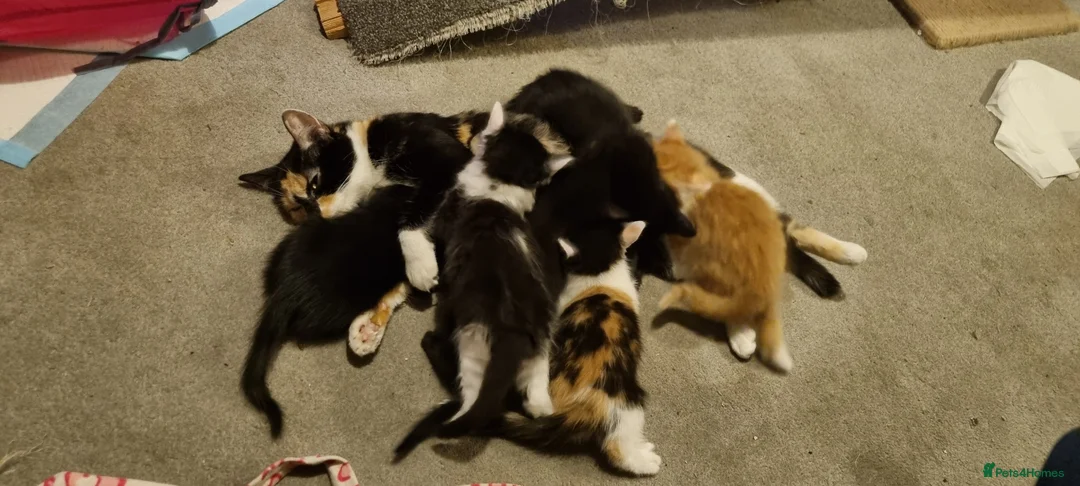 Domestic Shorthair cats for sale: 6 Beautiful Kittens For Sale - Advert 2
