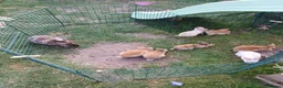 Rex rabbits for sale: Gorgeous harlequin marked mini rex girls - Advert 2