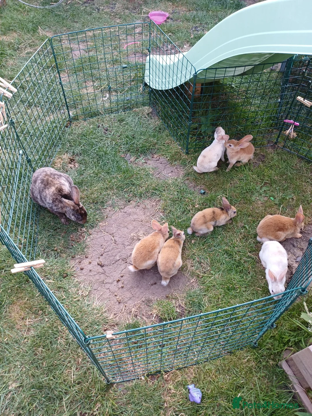 Rex rabbits for sale: Gorgeous harlequin marked mini rex girls - Advert 2