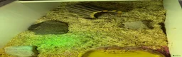 Tortoise reptiles for sale: Horsefield tortoise  in Ellesmere Port - Advert 3