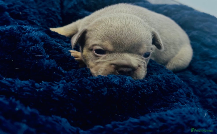 French Bulldog dogs - Advert 2