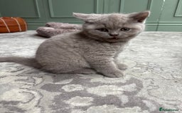 British Shorthair cats for sale: British Shorthair Kittens For Sale - Advert 22