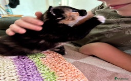 British Shorthair cats for sale: 2 Kittens left for sale! - Image 17